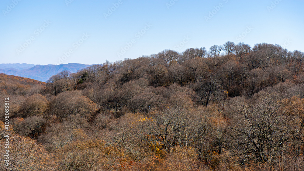 In late October, a view from the Santeetlah Overlook on the North Carolina side of the Cherohala Skyway features many bare trees covering the mountainsides. Horizontal. In late October, a view from the Santeetlah Overlook on the North Carolina side of the Cherohala Skyway features many bare trees covering the mountainsides. Horizontal.
