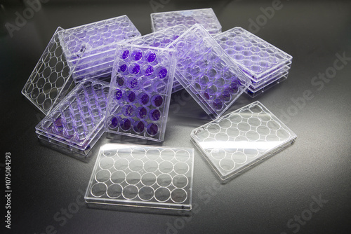 Colony formation assay