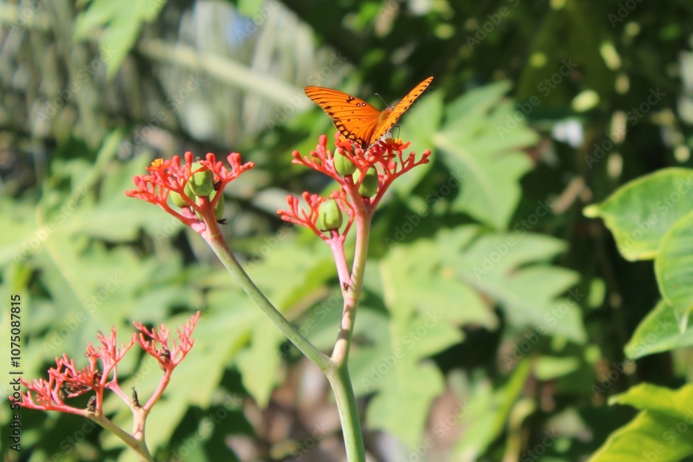 Butterfly on plant Butterfly on plant