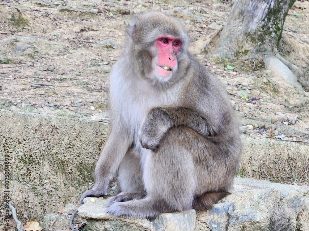 Encounter with Kyoto's Monkeys: Wildlife at Arashiyama Monkey Park Encounter with Kyoto's Monkeys: Wildlife at Arashiyama Monkey Park