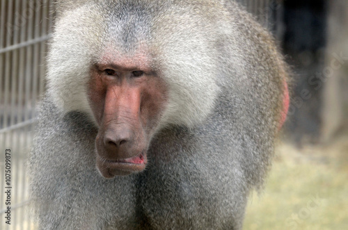 マントヒヒ