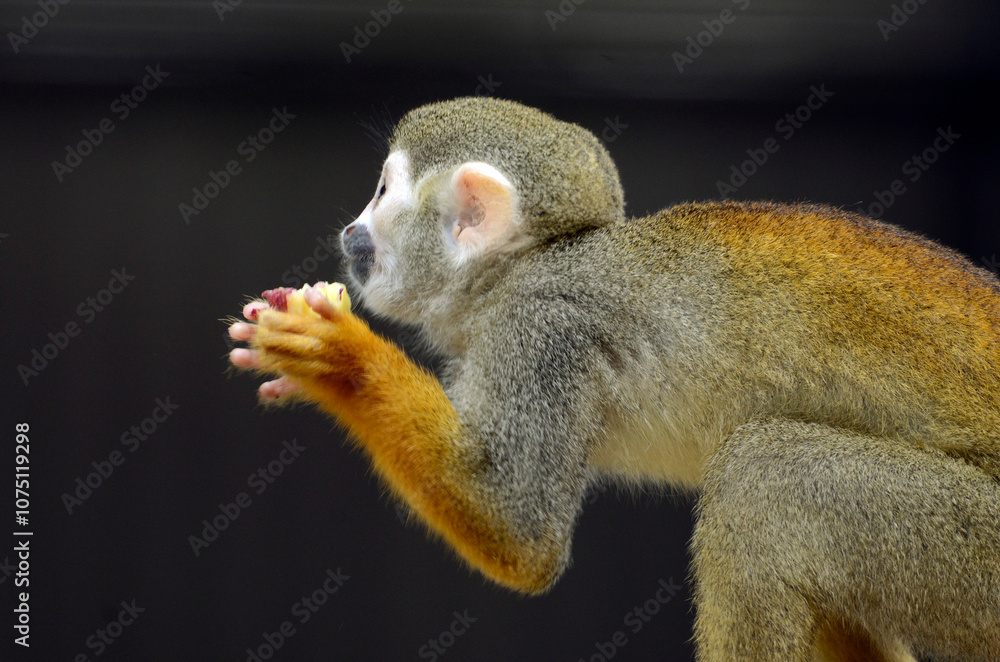 Obraz premium リスザル