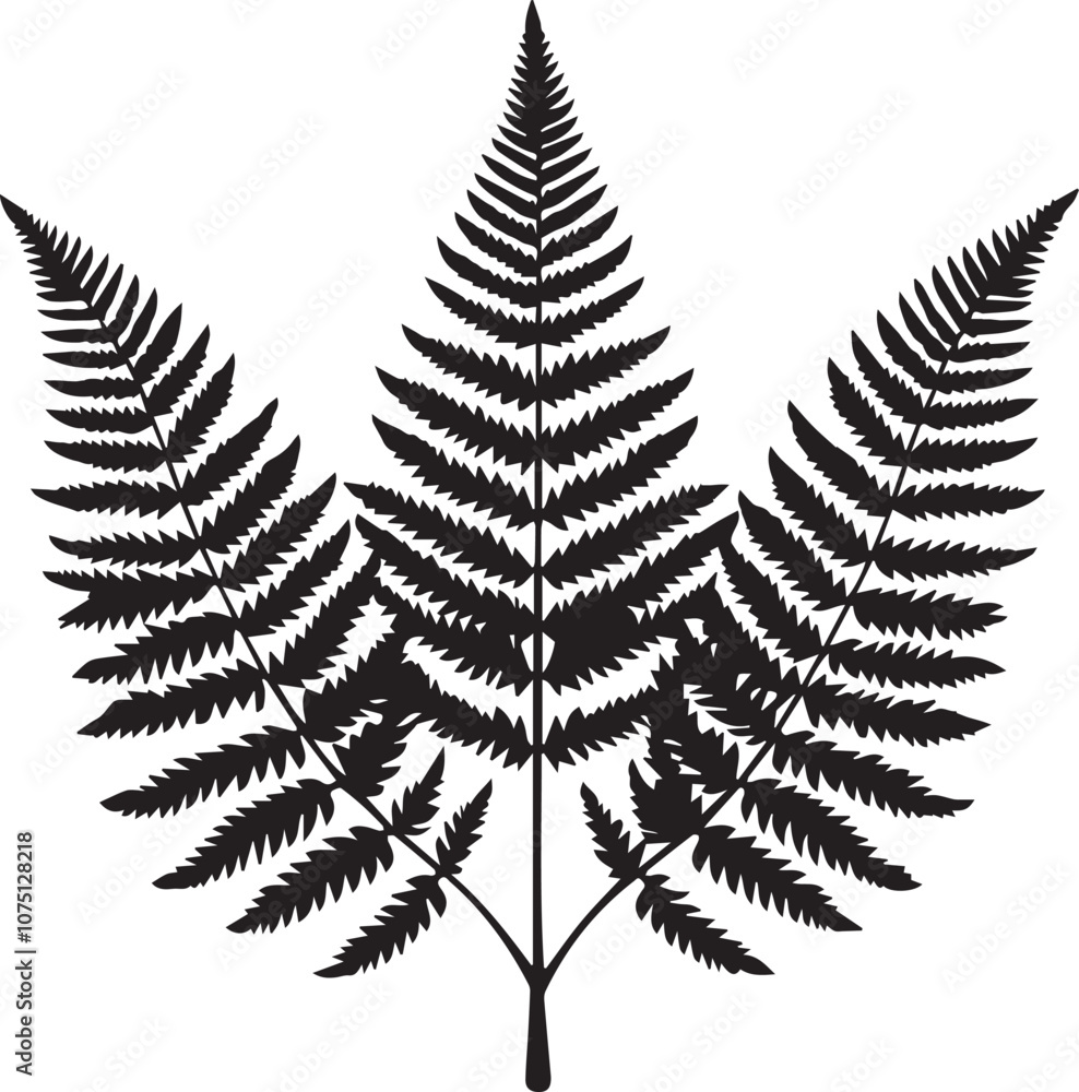 fern leaf isolated on white fern leaf isolated on white