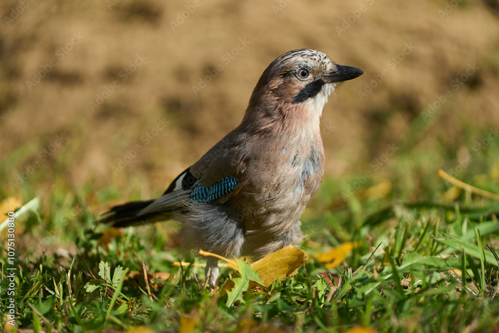 Obraz premium Adult eurasian jay