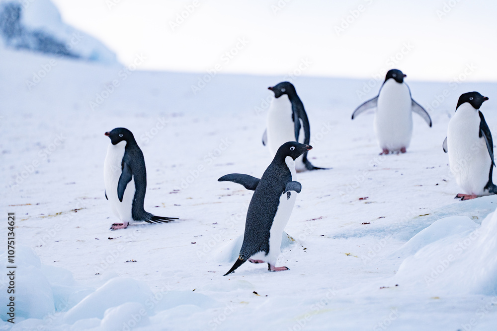 Fototapeta premium Group of Adelie Penguin on the snow. Antarctica, Southern Pole