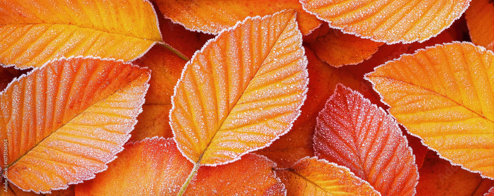 Fototapeta premium A vibrant autumnal banner featuring a collection of colorful leaves covered in frost, creating a beautiful contrast between the warm colors and the cold texture.