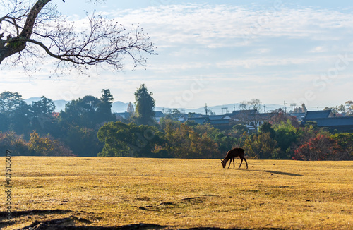 Deer at Nara park, Nara city Japan, little deer in morning sunlight with city house background.