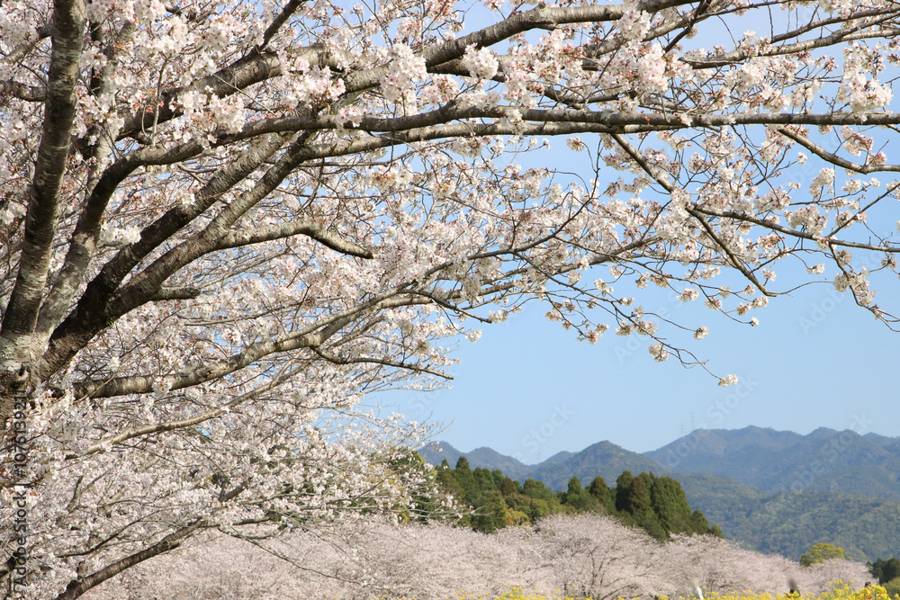 満開の桜 満開の桜