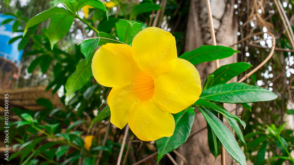 flor amarilla grande flor amarilla grande
