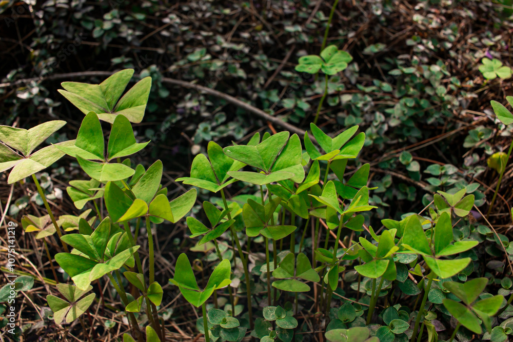 hierba, hojas verdes hierba, hojas verdes