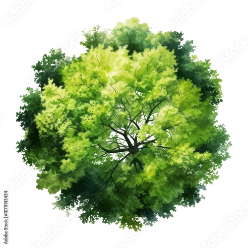 tree top view watercolor isolated on transparent background cutout