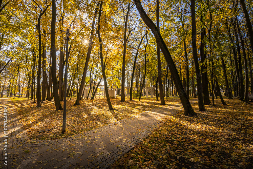 Fototapeta premium A path through a forest with leaves on the ground