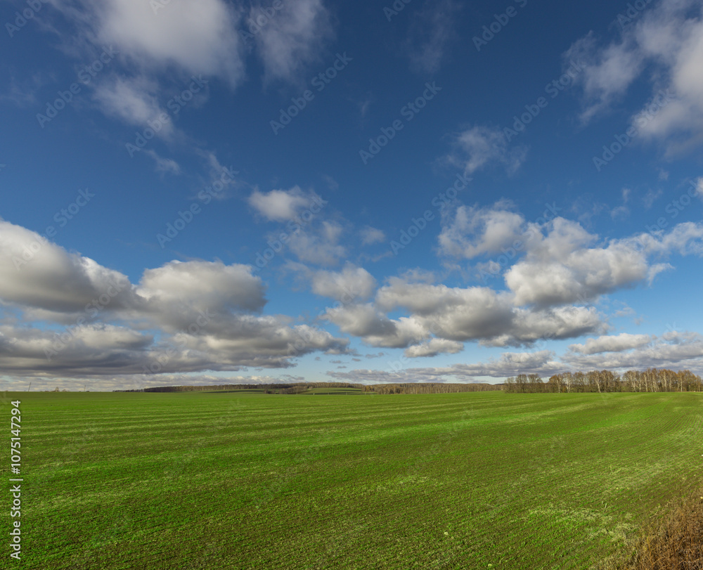 A field of grass with a few trees in the background A field of grass with a few trees in the background