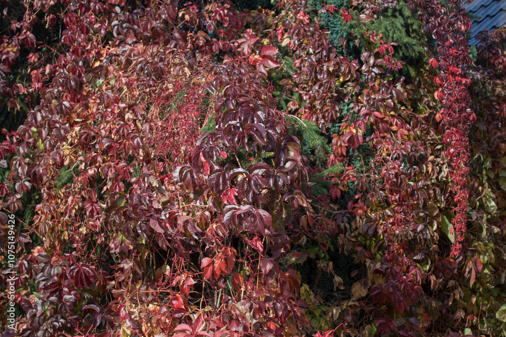 winobluszcz, dzikie wino (Parthenocissus Planch.) winobluszcz, dzikie wino (Parthenocissus Planch.)