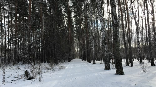 Wallpaper Mural Tranquil Winter Forest Path Covered in Snow with Tall Pine and Birch Trees Creating a Natural Canopy, Capturing a Peaceful Winter Day in the Woods, Ideal for Nature, Serenity, and Seasonal Concepts Torontodigital.ca
