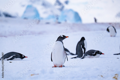 Group of gentoo penguins on the snow in Antarctica. South Pole