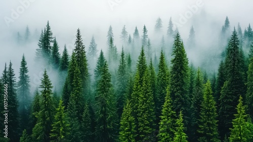 Lush green coniferous trees rise through a dense fog, creating a serene and mystical forest landscape.