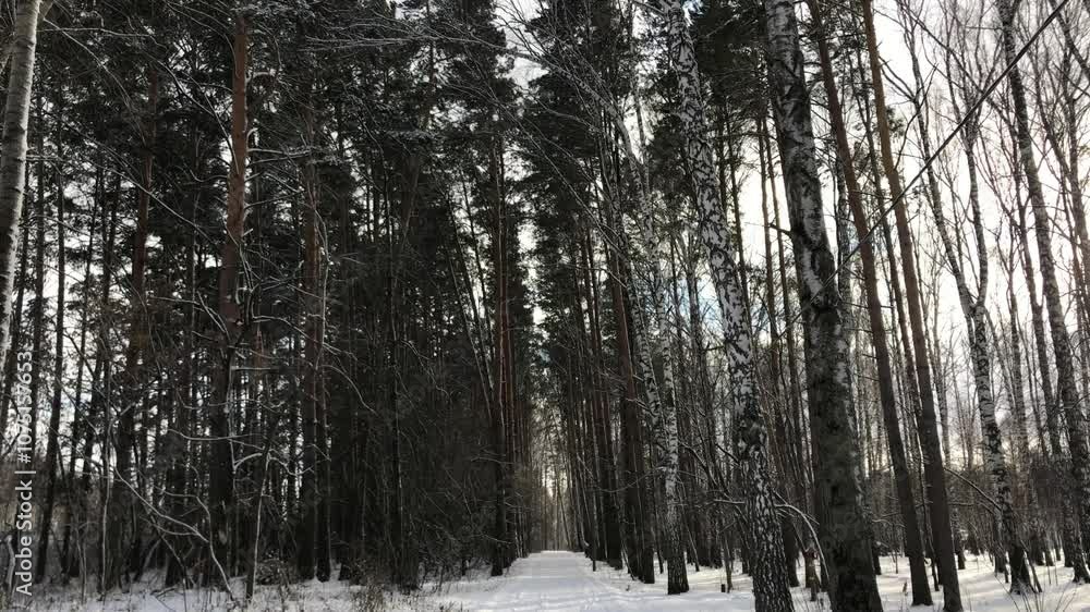 Serene Snowy Pine and Birch Forest in Winter Sunlight. Tranquil Cold Weather Scene in Nature, Ideal for Concepts of Wilderness, Peace, Calmness, and Natural Beauty Serene Snowy Pine and Birch Forest in Winter Sunlight. Tranquil Cold Weather Scene in Nature, Ideal for Concepts of Wilderness, Peace, Calmness, and Natural Beauty