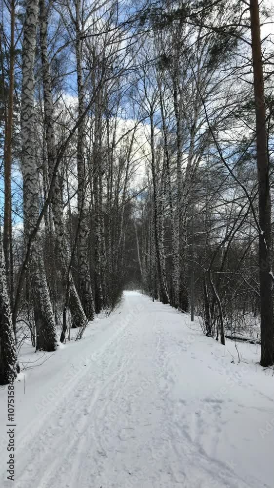 Snow Covered Forest Path Through Tall Winter Trees on a Clear, Crisp Day with Blue Sky and Clouds. Perfect for Themes of Solitude, Nature, and Winter Wilderness Exploration. Vertical Video Snow Covered Forest Path Through Tall Winter Trees on a Clear, Crisp Day with Blue Sky and Clouds. Perfect for Themes of Solitude, Nature, and Winter Wilderness Exploration. Vertical Video