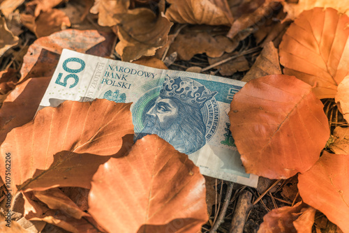 Poland money. 50 zloty banknote lying among fallen dry leaves. Financial business concept. Economic situation of Poland, strength of Polish currency