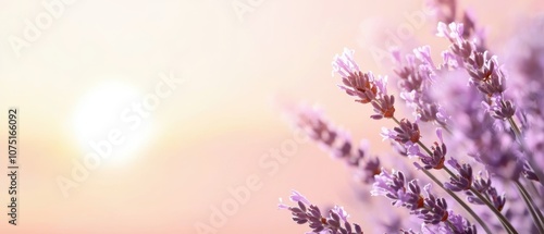 A field of lavender glowing softly under the light of a rising moon