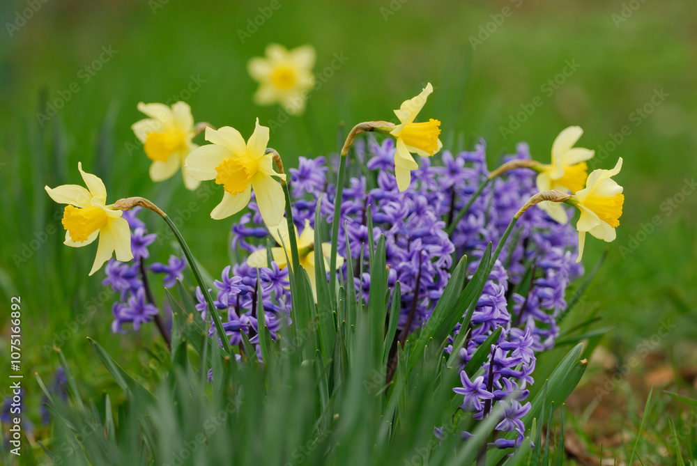 Daffodil flowers in a flower bed, close up Daffodil flowers in a flower bed, close up
