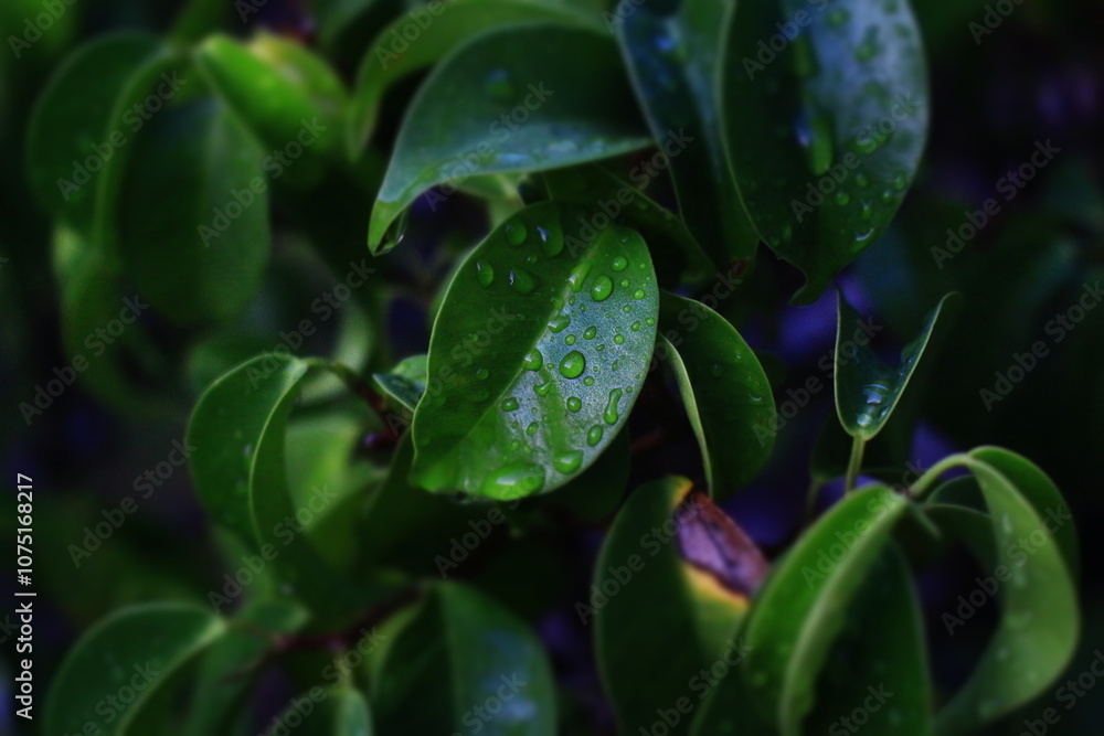 Leaf 3
A green leaf and rainwater Leaf 3
A green leaf and rainwater