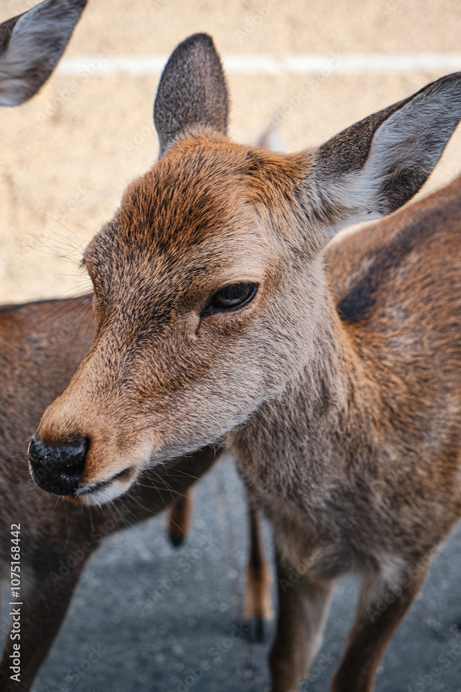 Fototapeta premium deers in nara, japan