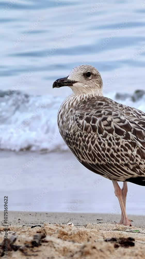 A seagull looking around at the beach with the waves on the background. Vertical A seagull looking around at the beach with the waves on the background. Vertical