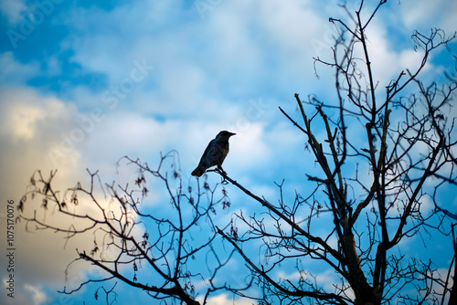 Bird perched on a leafless tree branch against a blue cloudy sky at dusk, Berlin, Germany photo