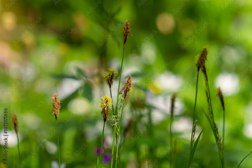 Sedge hairy blossoming in the nature in the spring.Carex pilosa. Cyperaceae Family Sedge hairy blossoming in the nature in the spring.Carex pilosa. Cyperaceae Family