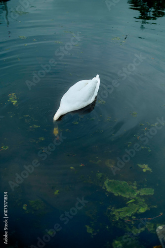 White swan diving underwater in a tranquil pond with foliage. photo