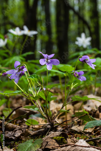 Viola odorata. Scent-scented. Violet flower forest blooming in spring. The first spring flower, purple. Wild violets in nature