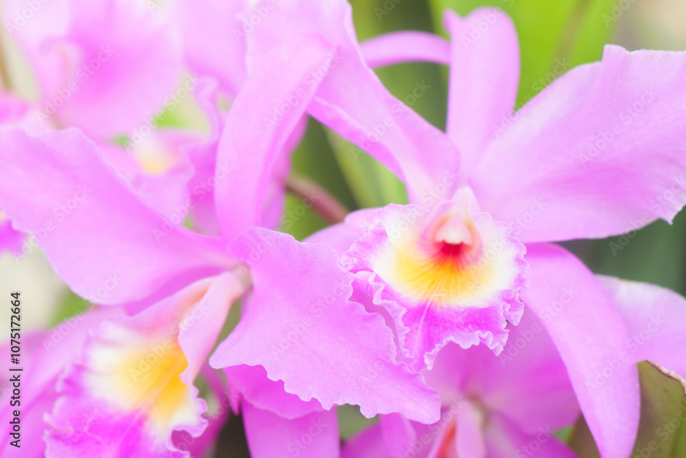 Cattleya Mantini Orchid 1
A pink Cattleya Mantini Orchid Cattleya Mantini Orchid 1
A pink Cattleya Mantini Orchid