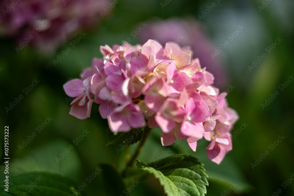 Pink hydrangea in the summer garden Pink hydrangea in the summer garden
