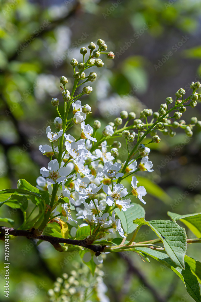 Selective focus photo. Bird cherry tree , Prunus padus blooming Selective focus photo. Bird cherry tree , Prunus padus blooming