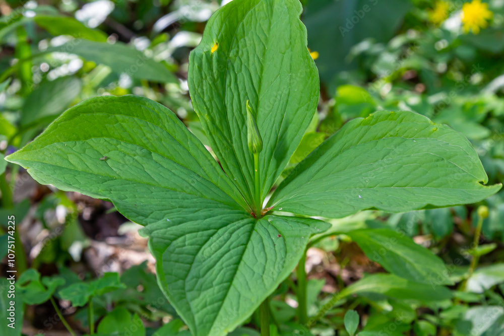 Paris quadrifolia in bloom. It is commonly known as herb Paris or true lover's knot Paris quadrifolia in bloom. It is commonly known as herb Paris or true lover's knot