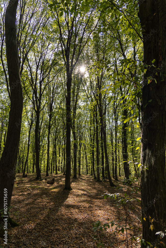 Green trees in the summer forest Green trees in the summer forest
