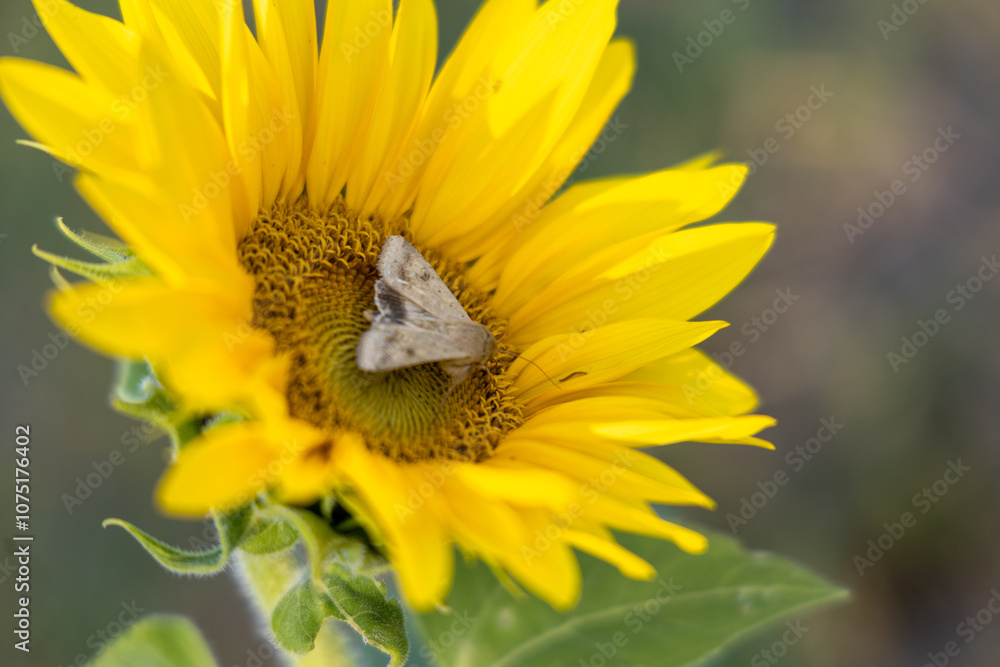 Yellow sunflower in a summer field