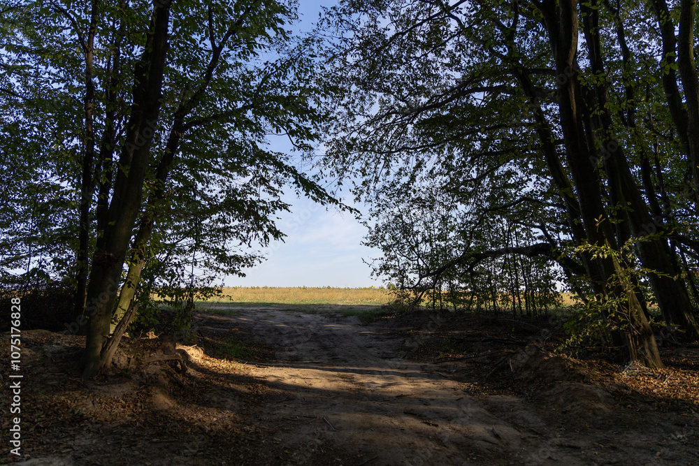 Dirt road in the summer forest