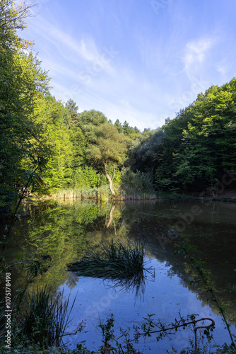 Green forest near the lake