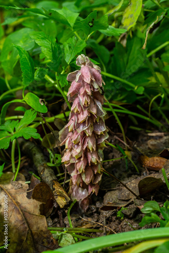 In the spring, Lathraea squamaria grows in the wild in the wild photo