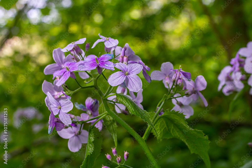 Lunaria rediviva, known as perennial honesty. Beautiful light purple flowers in bloom Lunaria rediviva, known as perennial honesty. Beautiful light purple flowers in bloom