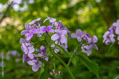 Lunaria rediviva, known as perennial honesty. Beautiful light purple flowers in bloom photo