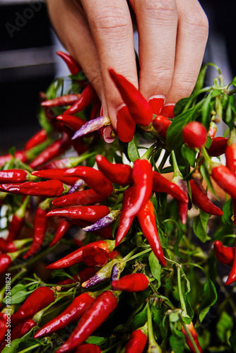 Hand picking fresh red chili peppers from a lush green plant. photo