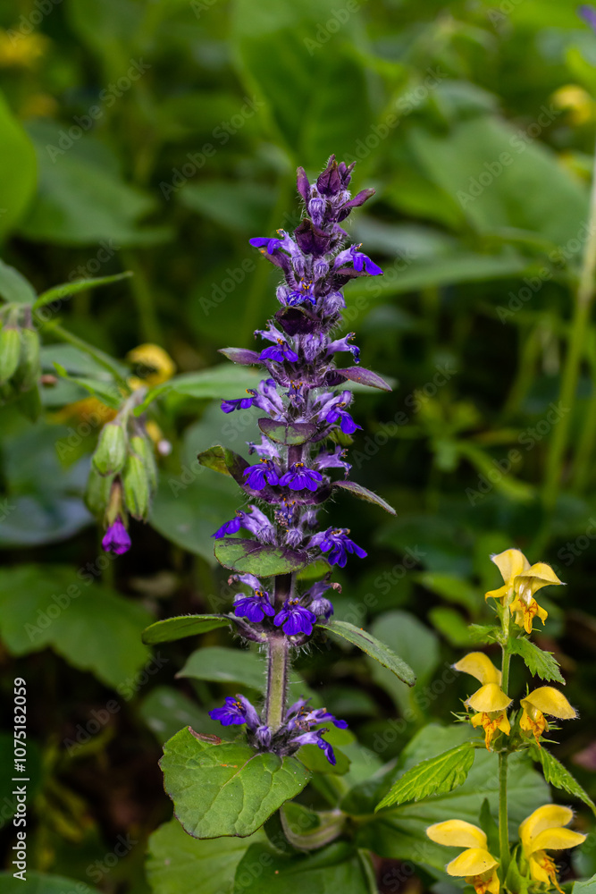 A closeup shot of blue flowers of Ajuga reptans Atropurpurea in spring A closeup shot of blue flowers of Ajuga reptans Atropurpurea in spring