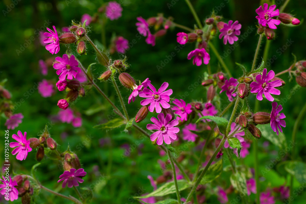 Beautiful red to pink campion. Rote Nichtnelke. Compagnon rouge. Silene dioica Beautiful red to pink campion. Rote Nichtnelke. Compagnon rouge. Silene dioica
