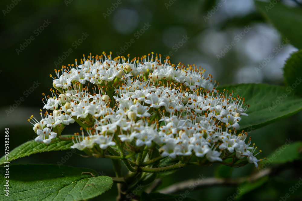 White inflorescence of on a branch of a plant called Viburnum lantana Aureum close-up White inflorescence of on a branch of a plant called Viburnum lantana Aureum close-up