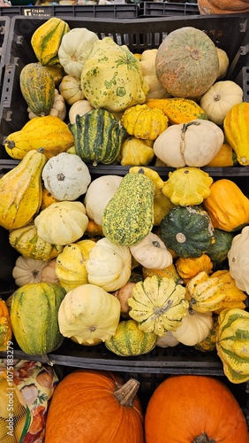 variety of pupmkins