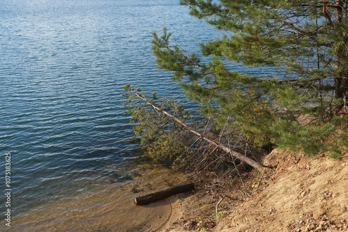 pine tree on the lake shore